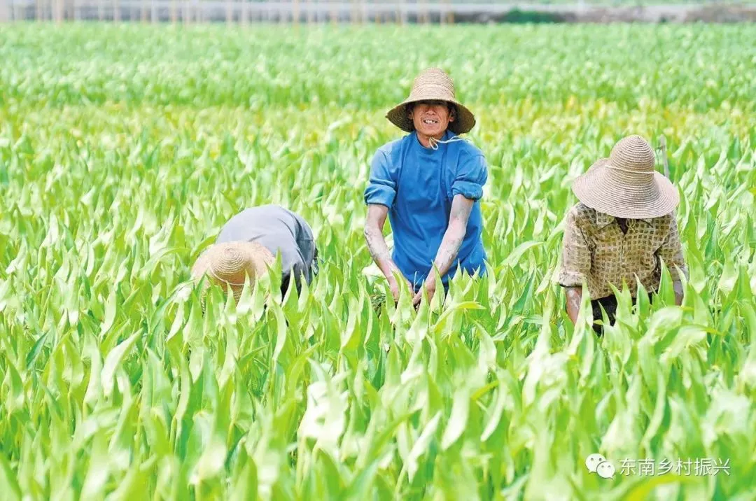 溫州：幫扶團(tuán)重點(diǎn)圍繞文成縣高山果蔬溫州國(guó)家農(nóng)業(yè)科技園區(qū)示范區(qū)建設(shè)開展工